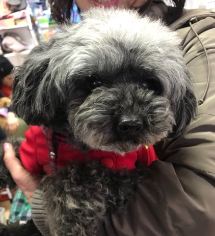 卒業犬🐶たちがいっぱい来てくれました😄
